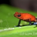 frog_dart_poison_tar_h_0719_cos1050.jpg